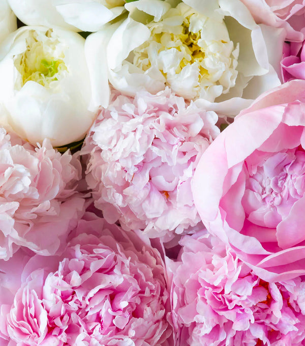 Peony Paradise: The Beauty of Summer's Most Beloved Bloom