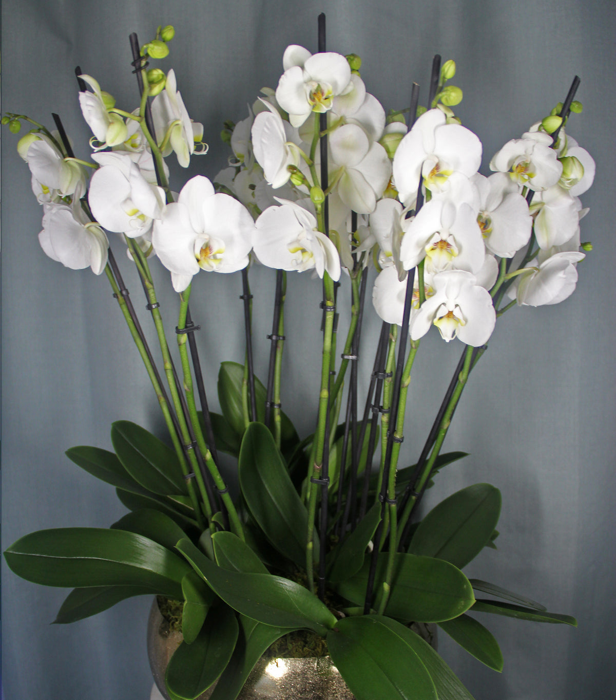 Orchid Bowl – 12 white Phalaenopsis orchids in a gold bowl by La Grande Beauté, luxury flower delivery London