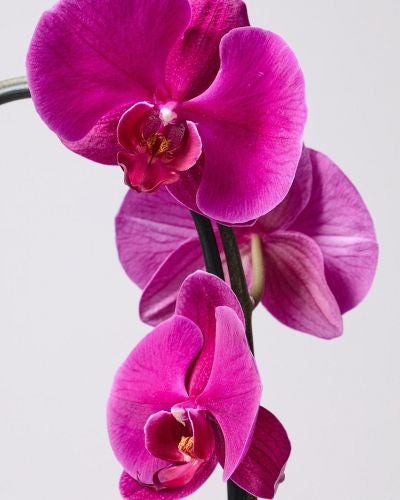 20 Purple Orchid Bowl