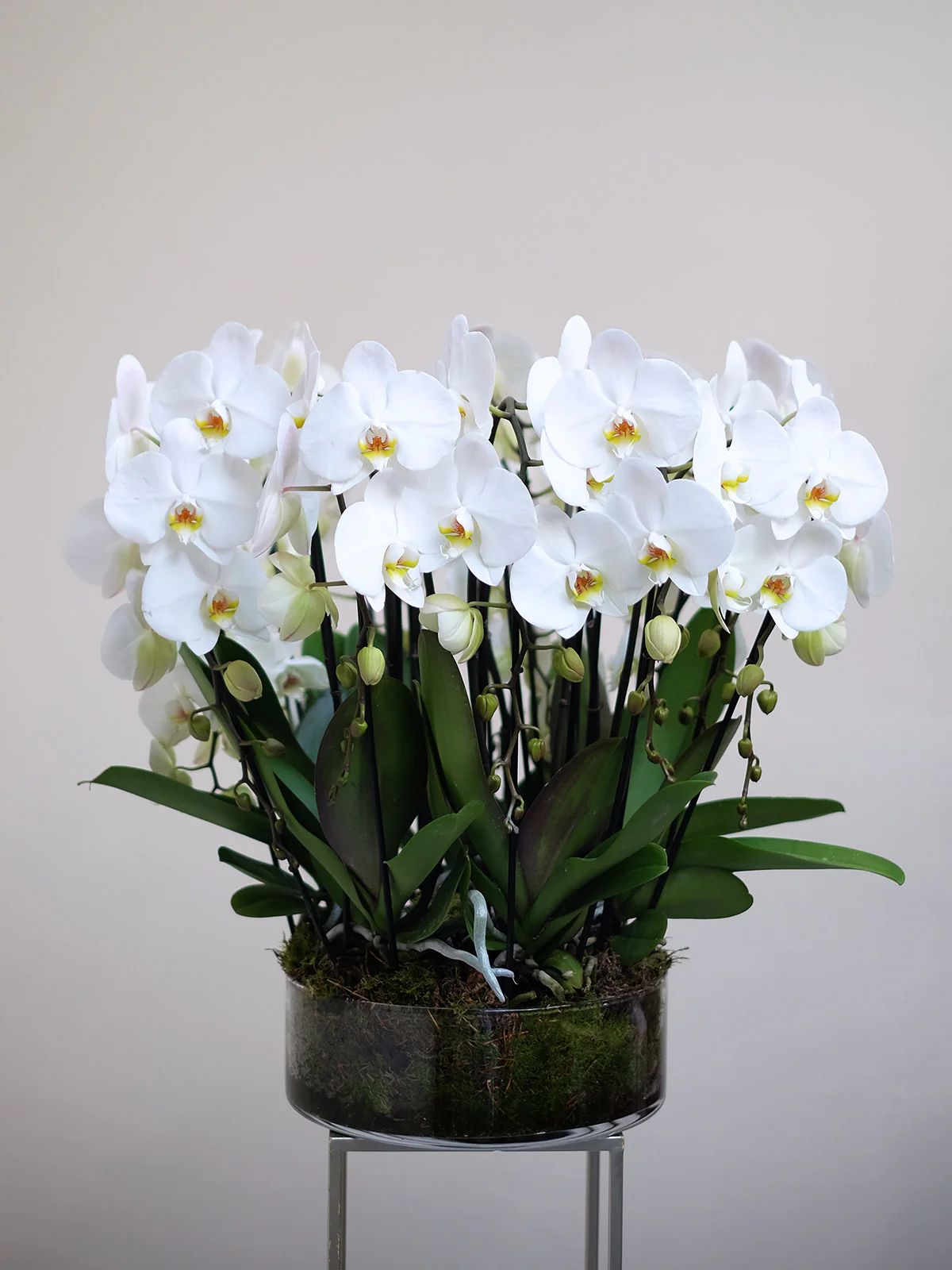 White Orchid Bowl – planted white orchids in a low bowl by La Grande Beauté, luxury flower delivery London