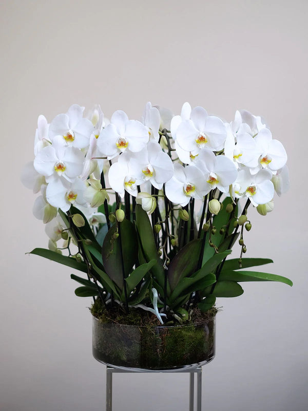 White Orchid Bowl