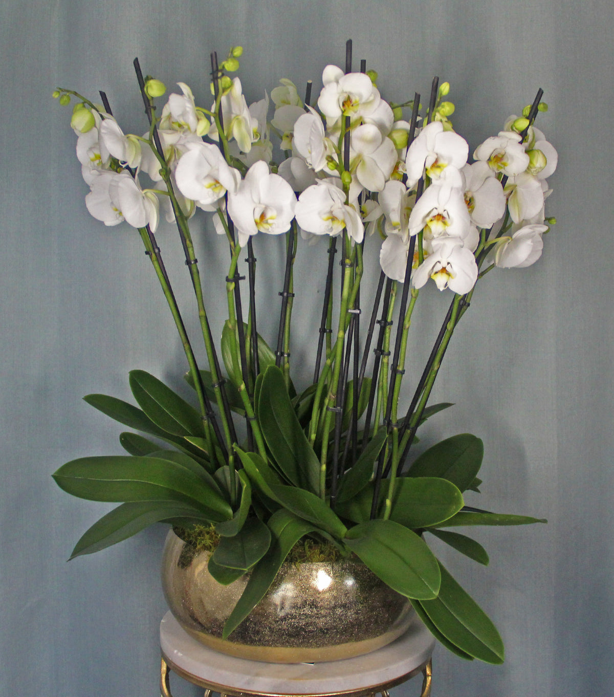 Orchid Bowl – 12 white Phalaenopsis orchids in a gold bowl by La Grande Beauté, luxury flower delivery London