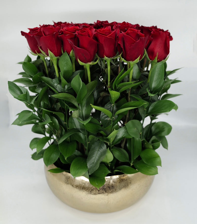 50 Standing Roses